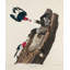 «Lark Manor ™ Audubon, John James Gallery, art sur toile tendue: Pic à tête rouge 53517-414938841