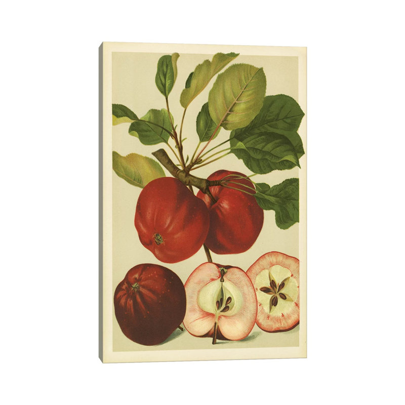 Red Veli Apples - Wrapped Canvas Print, 20.32 cm H x 30.48 cm W