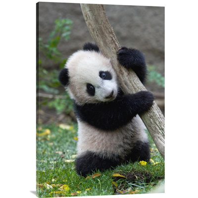 Giant Panda Cub, Native To China - Single Picture Frame Photograph on Framed Canvas