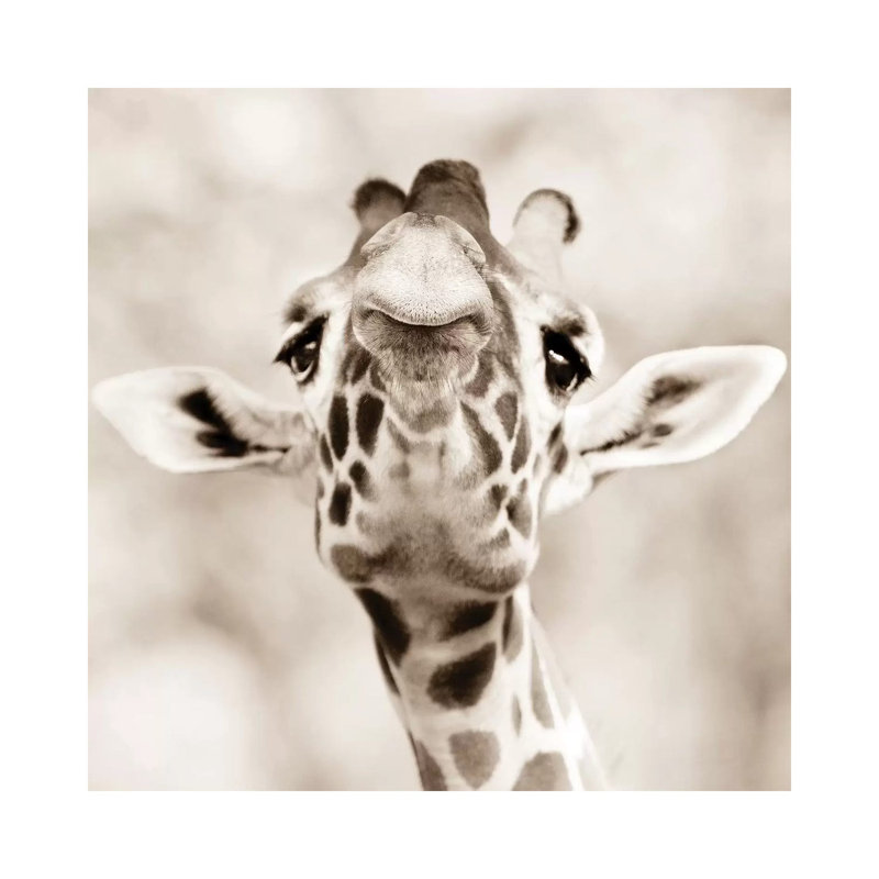 Giraffe Look by Goran Anastasovski - Wrapped Canvas Print, 30.48 cm H x 30.48 cm W