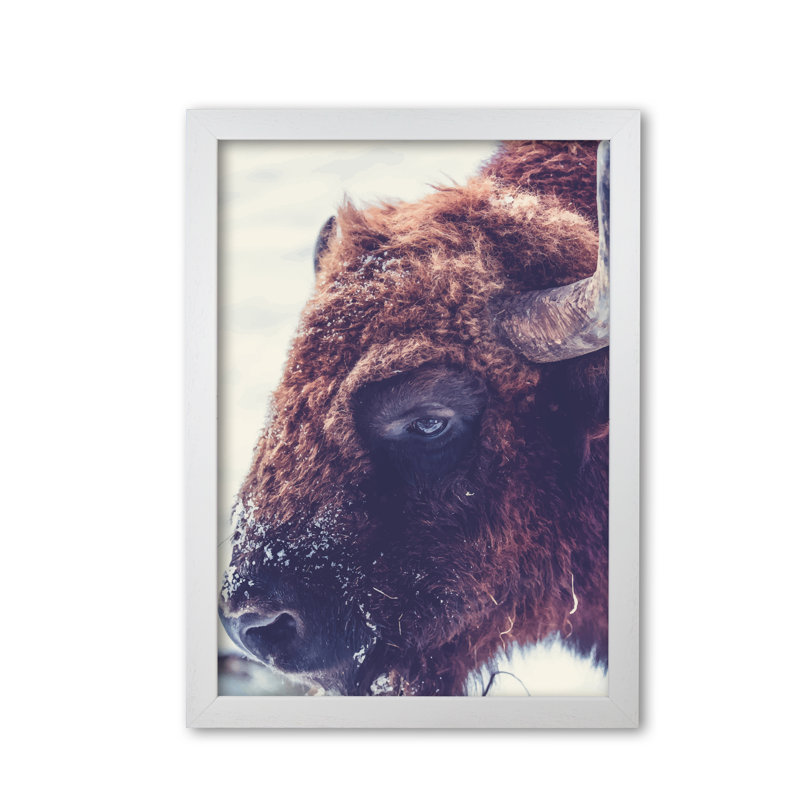 Bull - Print, White Grain Frame, 42 cm H x 30 cm W x 5 cm D