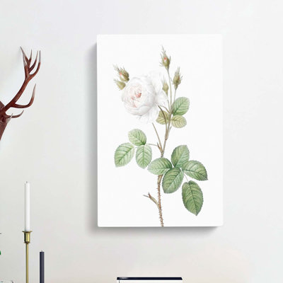 White Moss Rose by Pierre-Joseph Redoute - Wrapped Canvas Painting