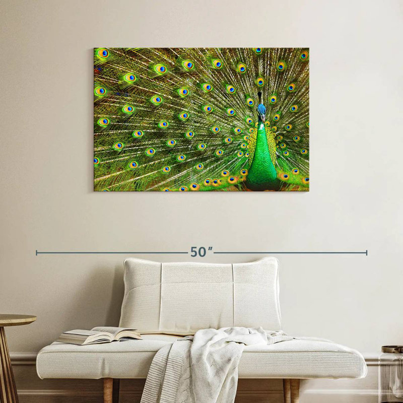 Brampt exhibant des plumes de paon, H 26 po x l 39 po