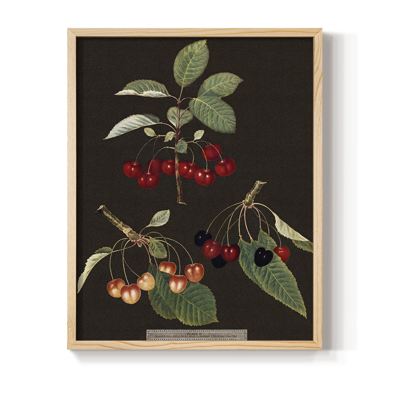 Brookshaw Cherries Framed Print - Solid Wood, 11" H x 9" W