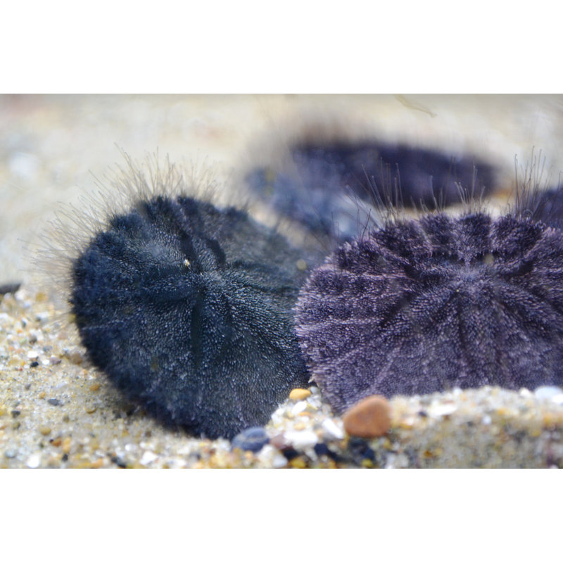 " Living Sand Dollars " by K8Thegr833, 8" H x 12" W