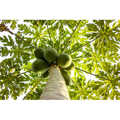 " Green Papaya On Tree "