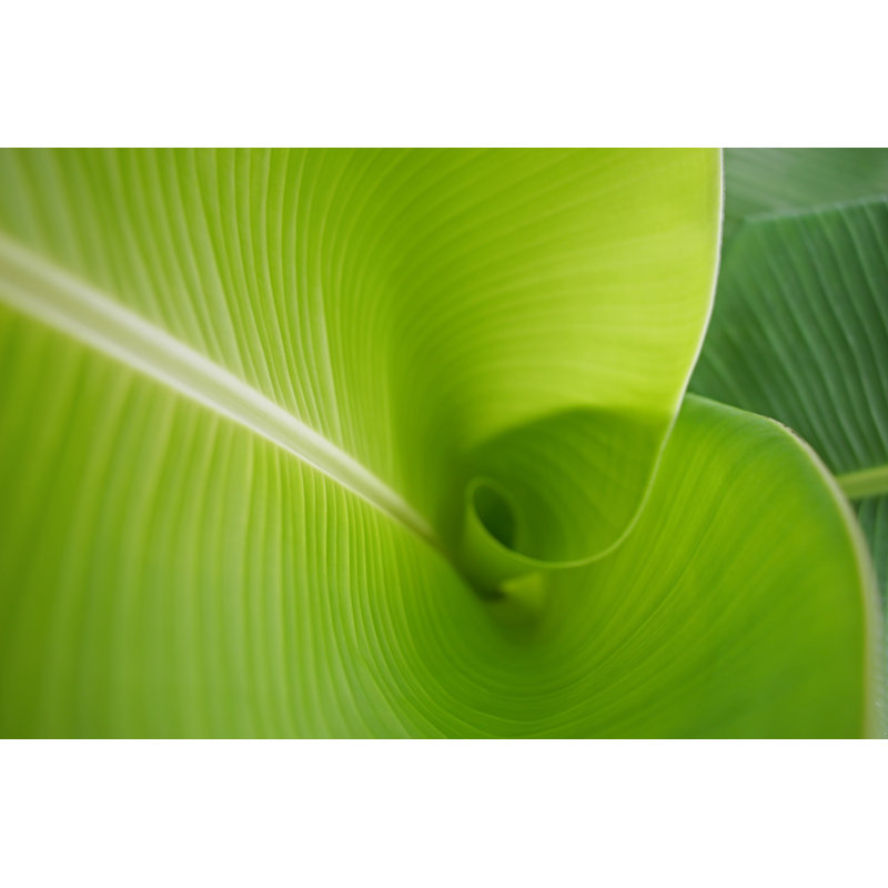Banana Leaf - Wrapped Canvas Print, 30cm H x 46cm W x 3.8cm D