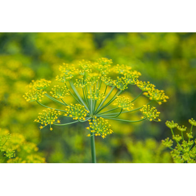 Seeds of Fennel Plants - Photographie sur toile tendue