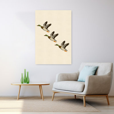 Canards colvert en vol