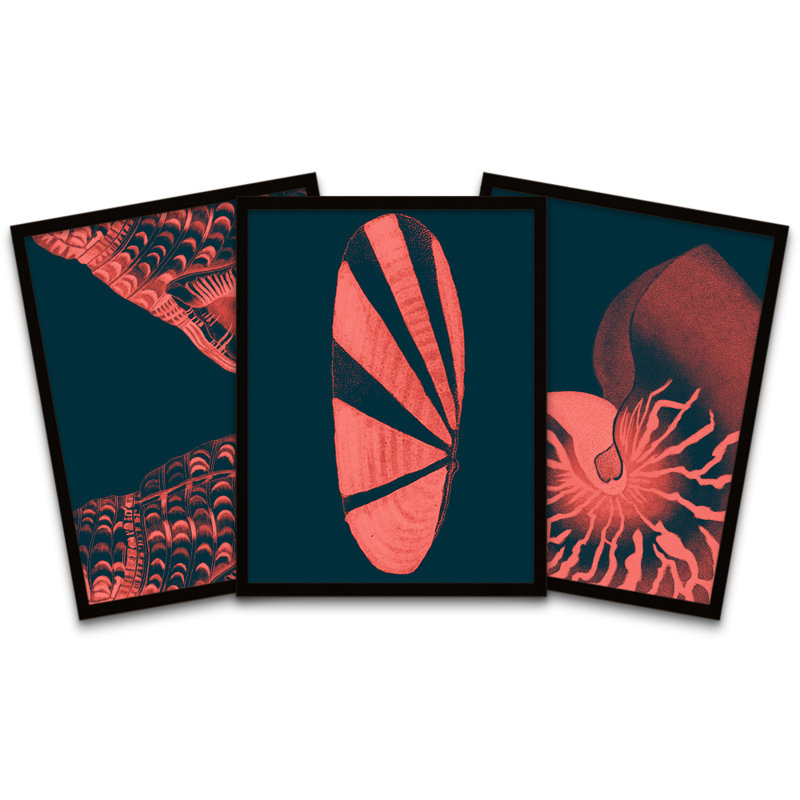 Pink Seashells - 3 Piece Print Set