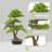 31" Artificial Pine Bonsai Tree With Lush Realistic Leaves, Faux Evergreen Plant In Decorative Pot