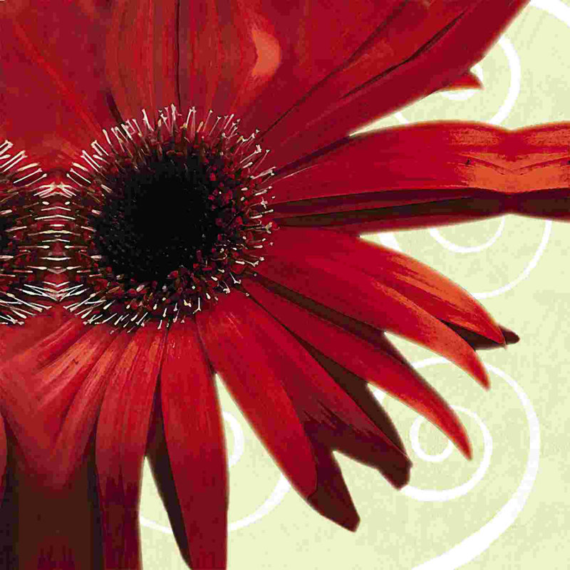 Gerber Daisy 2 par - on, H 12 po x l 12 po