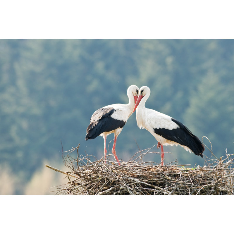 Cigogne - photographie sur toile tendue, H 8 po x l 12 po x P 1,25 po