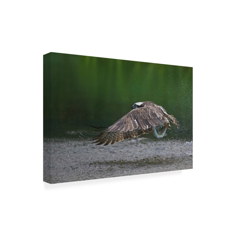 Bolog Ray Cooper  Splash Canvas Art, 12" H x 19" W