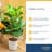 Costa Farms Indoor Fiddle Leaf Fig Bush House Plant in 9.93" Self-watering Décor Pot
