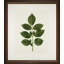 A Little Piece Of Nature II Print