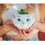 Plante grasse artificielle 5,5 po en pot Disney Petite Seedling