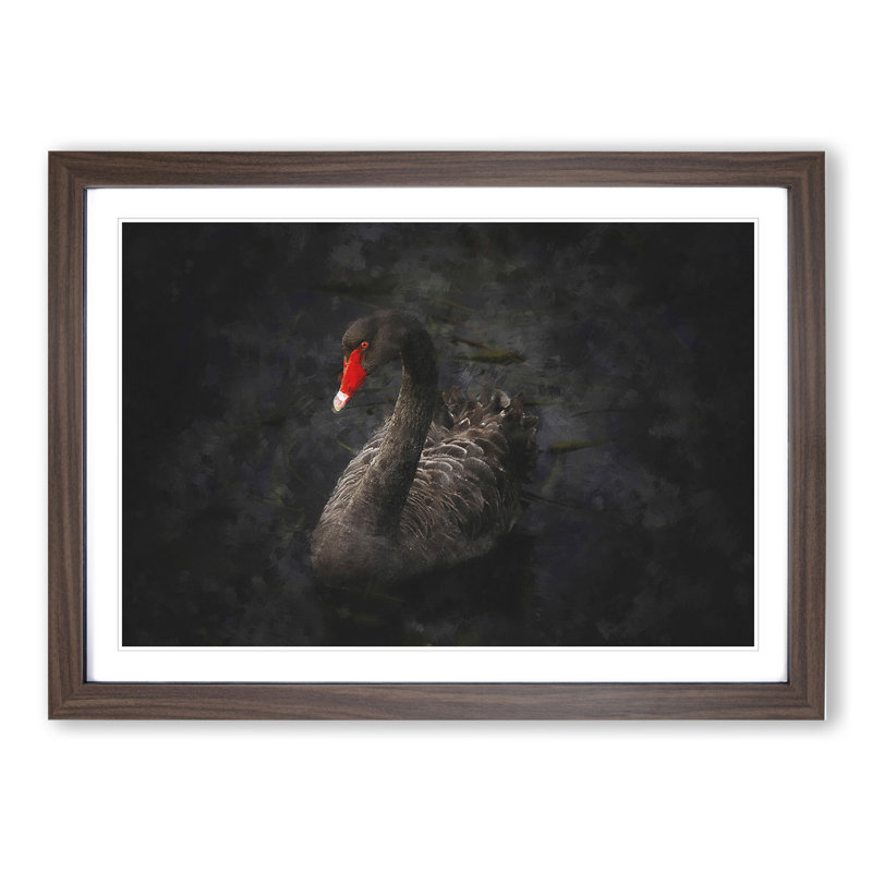 Black Swan - Picture Frame Painting, Walnut Framed, 27cm H x 36cm W x 2cm D