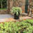 Pansy Ceramic Pot Planter-88134231