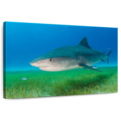 Requin tigre sur l'herbe de mer