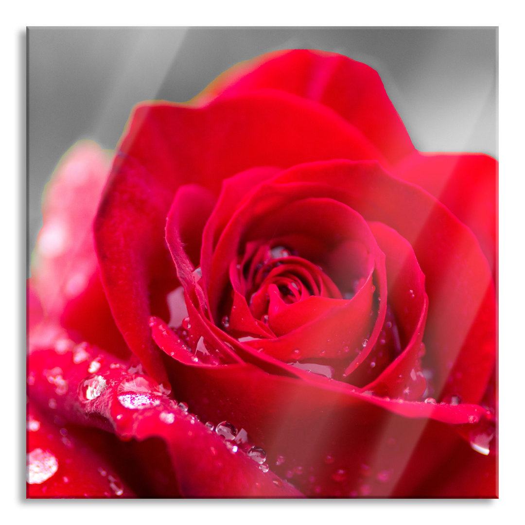 Glasbild Rose mit Wassertropfen