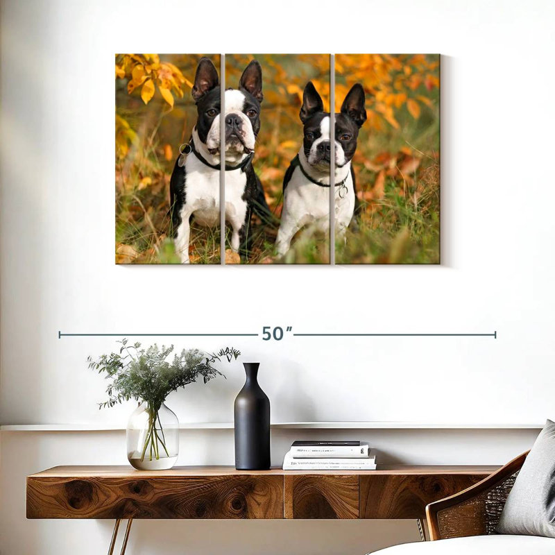 Boston Terrier Couple, H 24 po x l 38 po