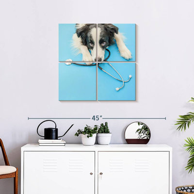 Brampt Dog Doctor