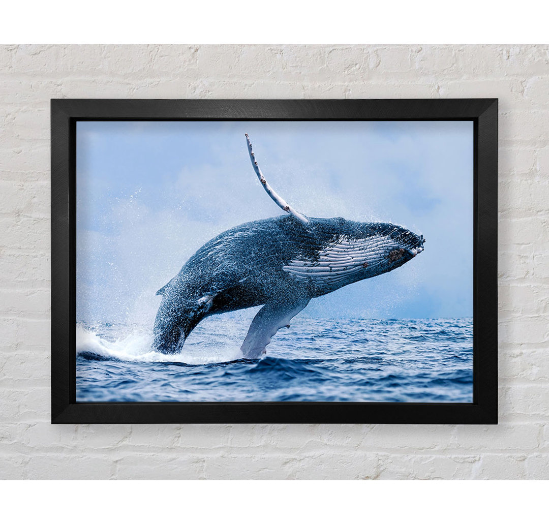 Whale Jump - Einzelner Bilderrahmen Kunstdrucke