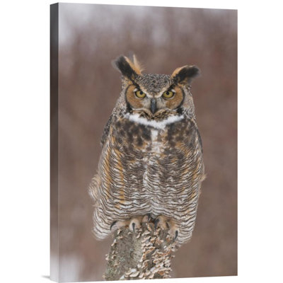 " Great Horned Owl "