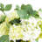 Hydrangeas Arranged in Glass Vase with Pears