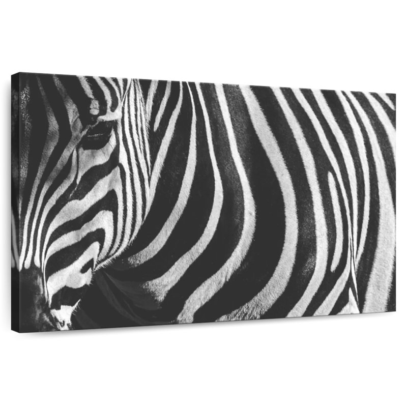 Ronce de zèbre monochrome