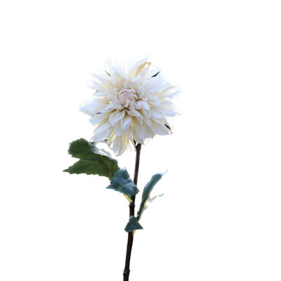Dahlia