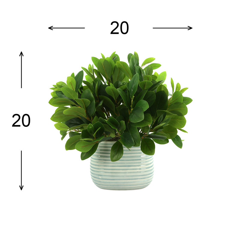 Peperomia Bush in Ceramic Pot