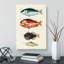 East Indies Fish Illustrations Fol. 17 by Oliver Goldsmith - Wrapped Canvas-55342383