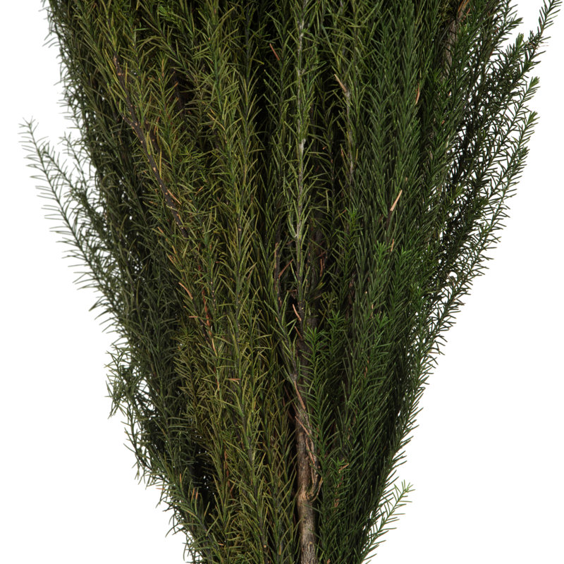 Primugue 12-15 po vert Lanuginosa, paquet de 5 à 6 oz, préservé