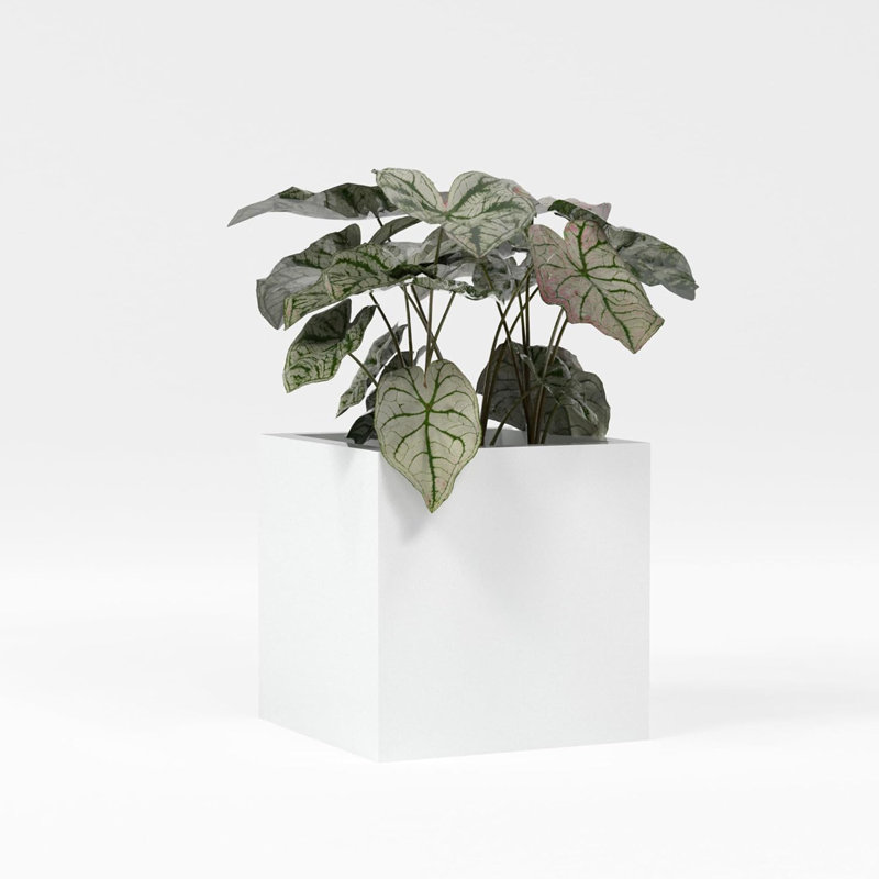 Greenline Fiberglass Jack Medium Indoor/Outdoor Square Cube Planter, 36" H x 36" W x 36" D, Gloss White
