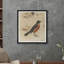 Michigan Robin Print-266742484