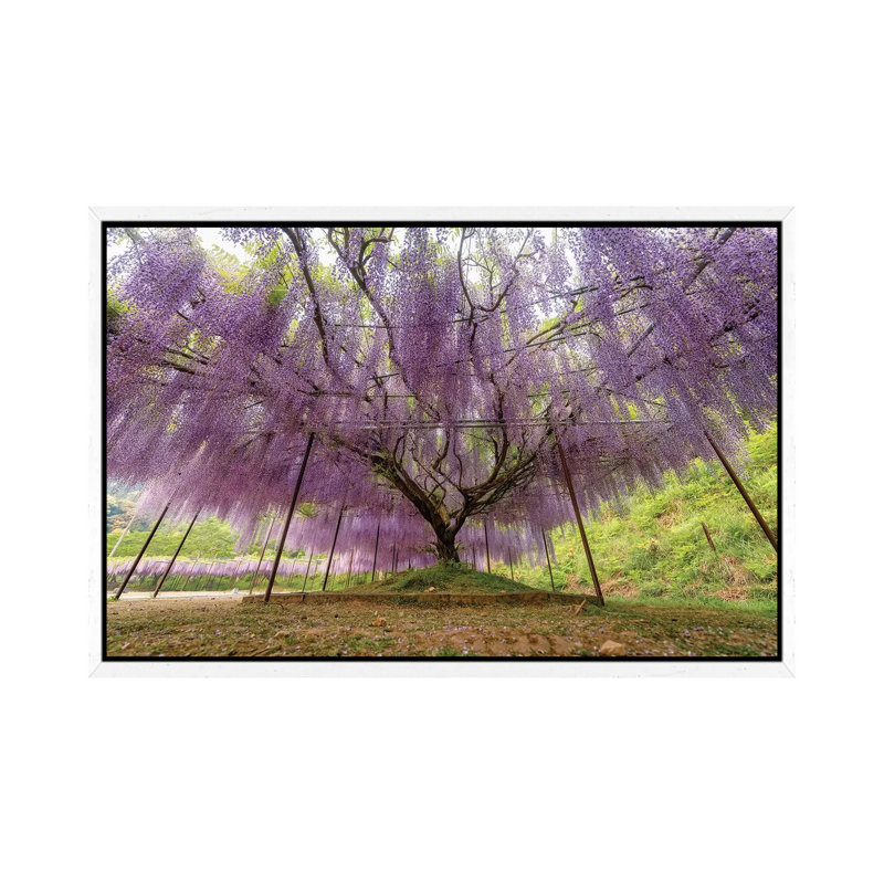 Spring In Japan XXII by Daisuke Uematsu - Print on Canvas, White Framed, 66.04cm H x 101.6cm W x 3.81cm D