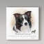 « border collie », reproduction d’impression sur toile tendue-26853371