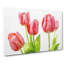 Beautiful Pink Tulips Painting - Wrapped Canvas-56654899