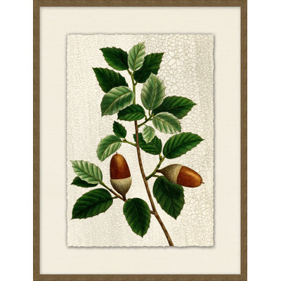 Acorn 5 Painting