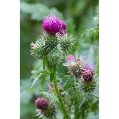 " Blooming Thistle Closeup Outdoor Vertical "