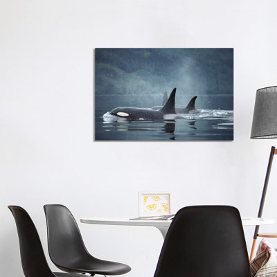 Orca Group Surfacing, Johnstone Strait, British Columbia, Canada by Flip Nicklin - Print on Canvas