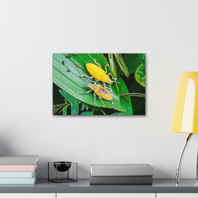 «Weevil Couple», art mural animal