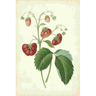 Plantation de fraises II