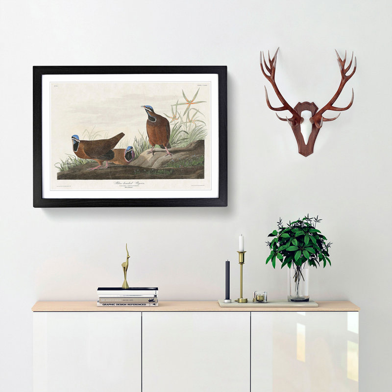 Blue Headed Pigeons by John Audubon - Picture Frame Painting Print, 36cm H x 48cm W x 2cm D, Black Framed