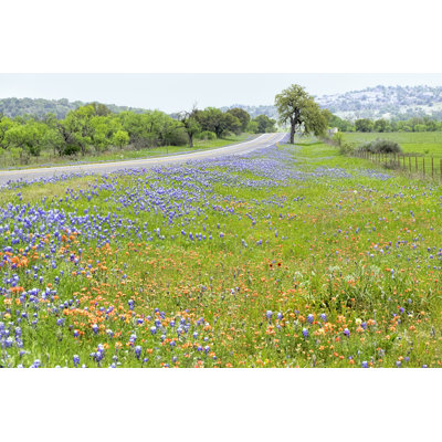 Field Of Bluebonnets by Amy Sparwasser - Wrapped Canvas Print