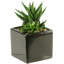 Faux Succulent in Ceramic Planter