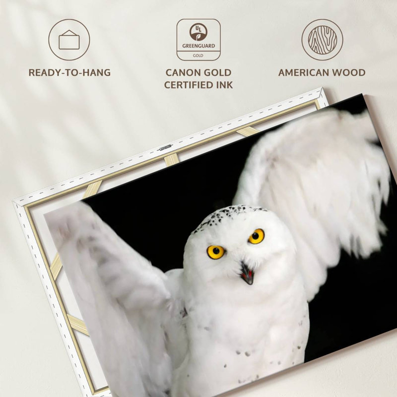 Brampt White Owl, 34" H x 51" W