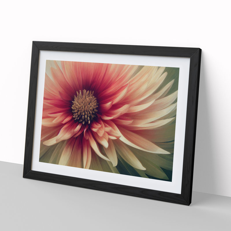 Cosmopolitan Chrysanthemum Flower - Framed Print, Black, 25cm H x 34cm W x 2cm D